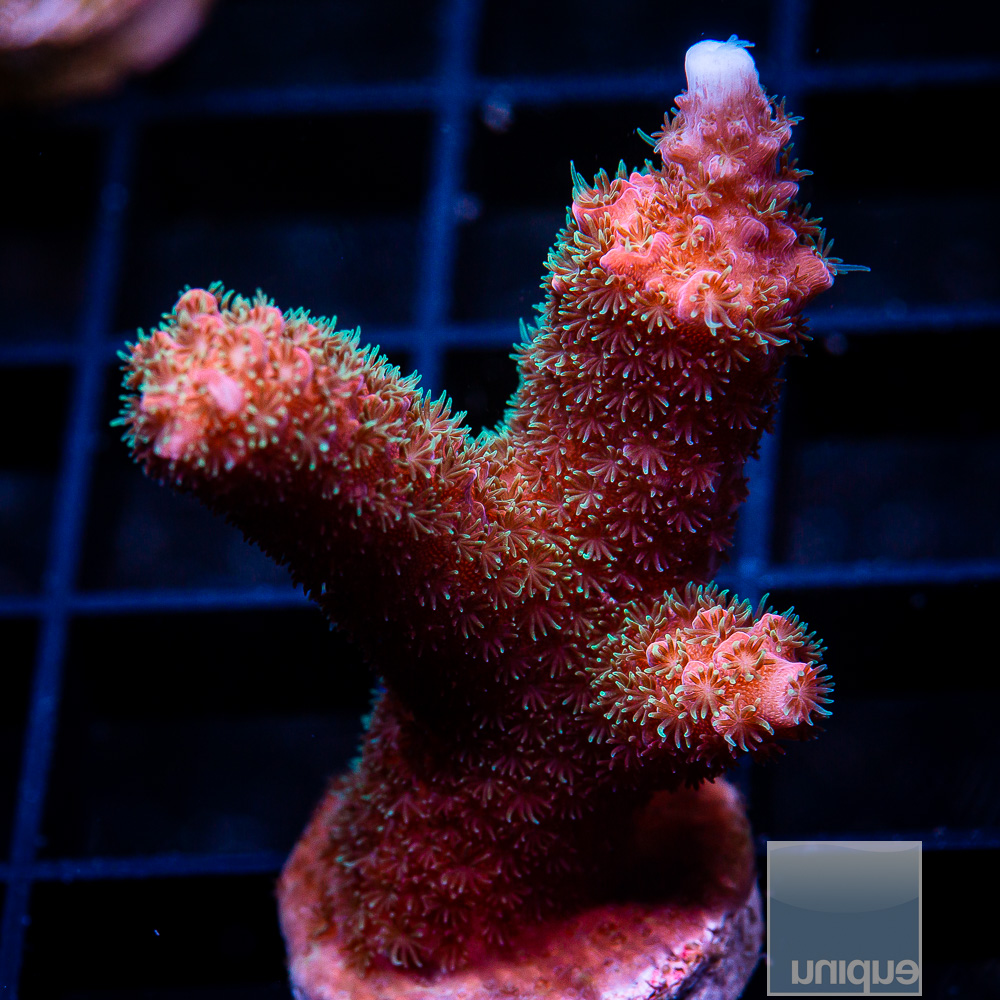 Hugos Rainbow Staghorn 69 50.JPG