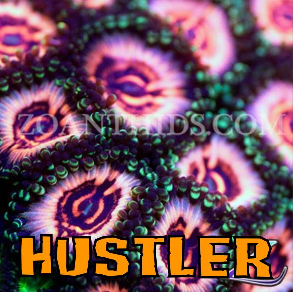 HUSTLER 1.JPG