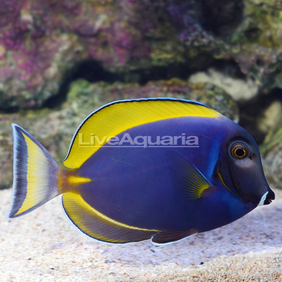 Hybrid Powder Blue Tang (Acanthurus leucosternon x nigricans) Indonesian 5.25in 349.99.jpg