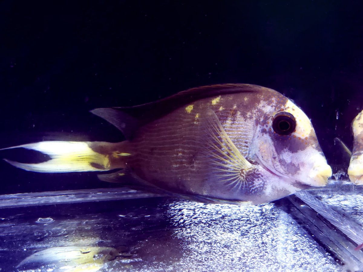 Hybrid tang 1.jpg