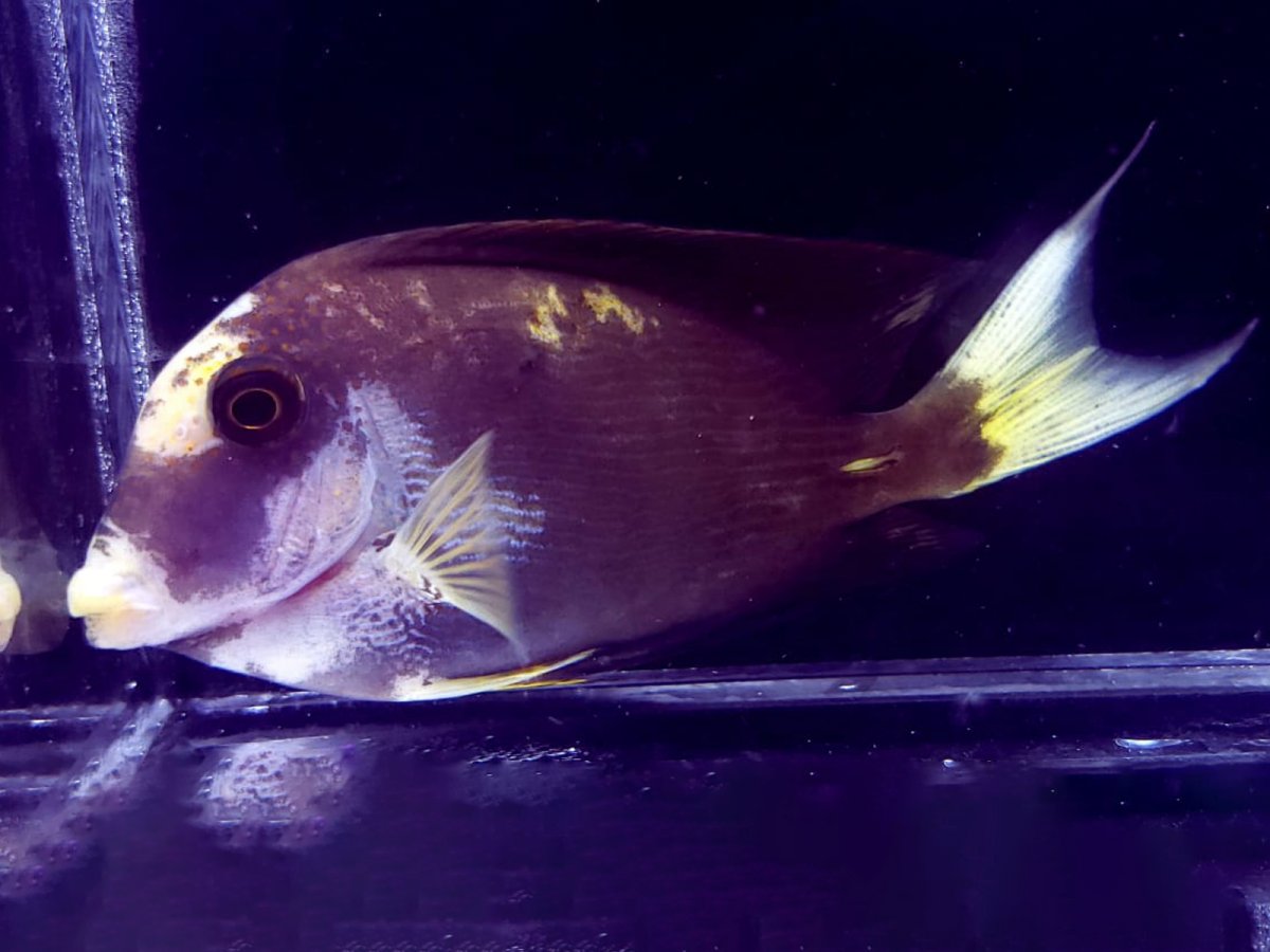 Hybrid Tang 2.jpg