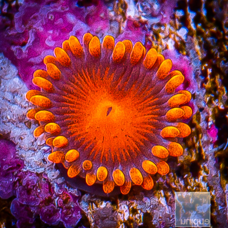 Hyper Bam Bam Zoanthid 10 5.JPG