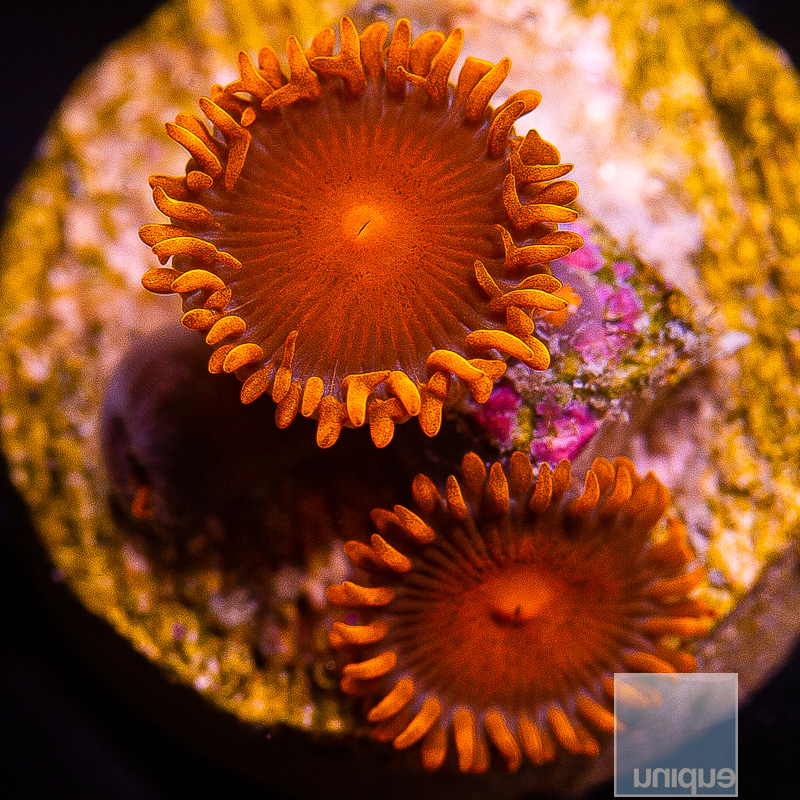 Hyper Bam Bam Zoanthid 24 10.JPG