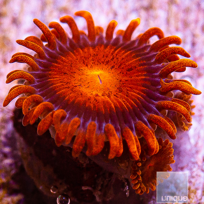 Hyper Bam Bam Zoanthid 29 10 (1).JPG