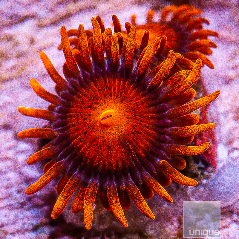 Hyper Bam Bam Zoanthid 29 10.JPG