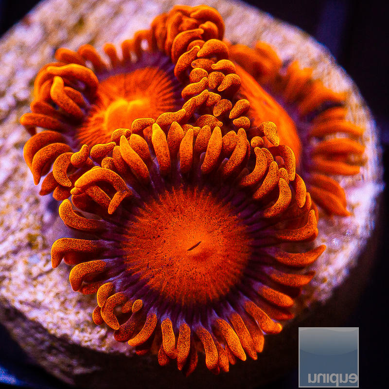 Hyper Bam Bam Zoanthid 29 10.JPG