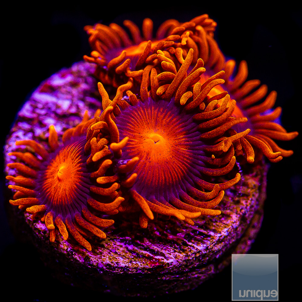 Hyper Bam Bam Zoanthid 29 10.JPG