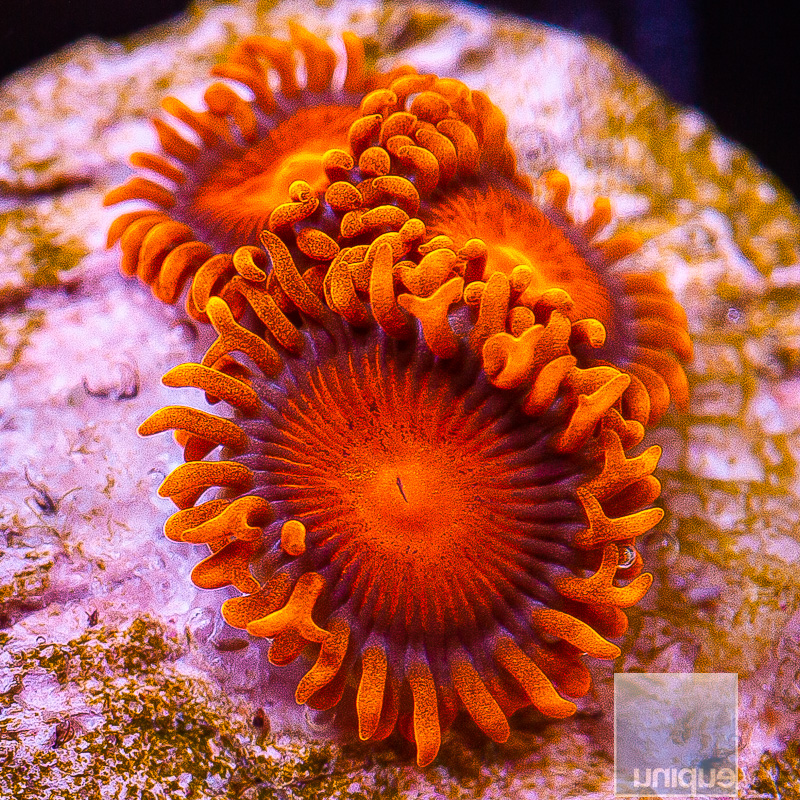 Hyper Bam Bam Zoanthid 32 10.JPG