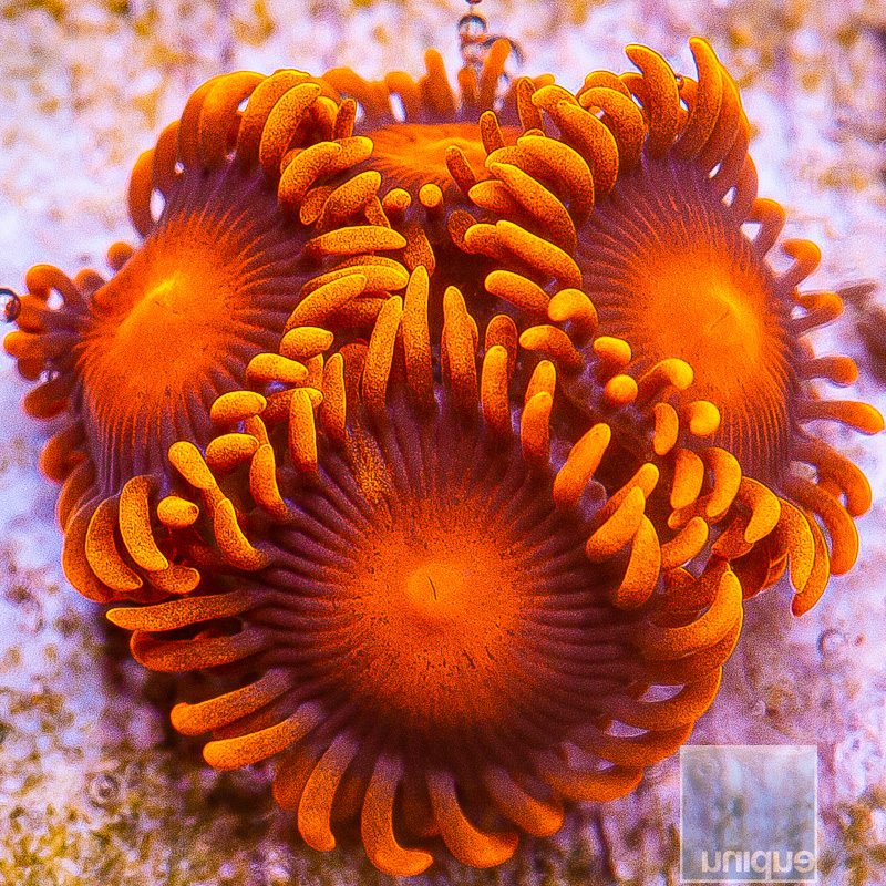 Hyper Bam Bam Zoanthid 39 18.JPG