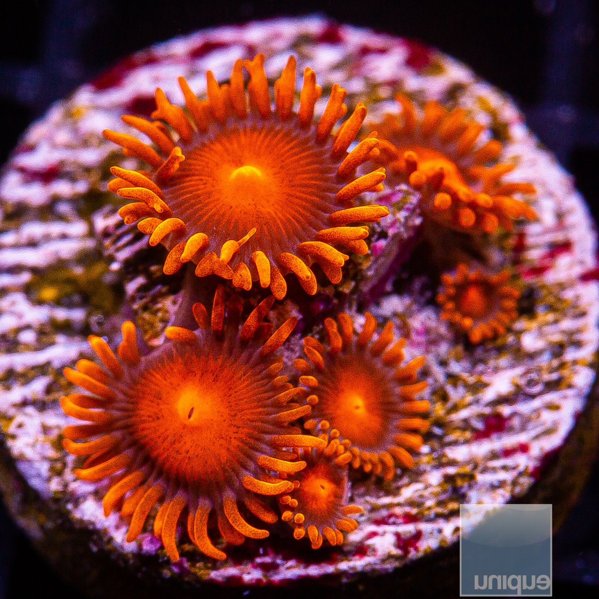 Hyper Bam Bam Zoanthid 49 26.JPG