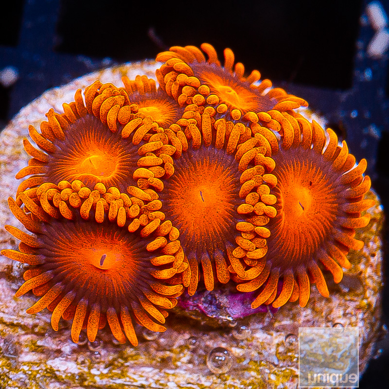 Hyper Bam Bam Zoanthid 59 36 (1).JPG