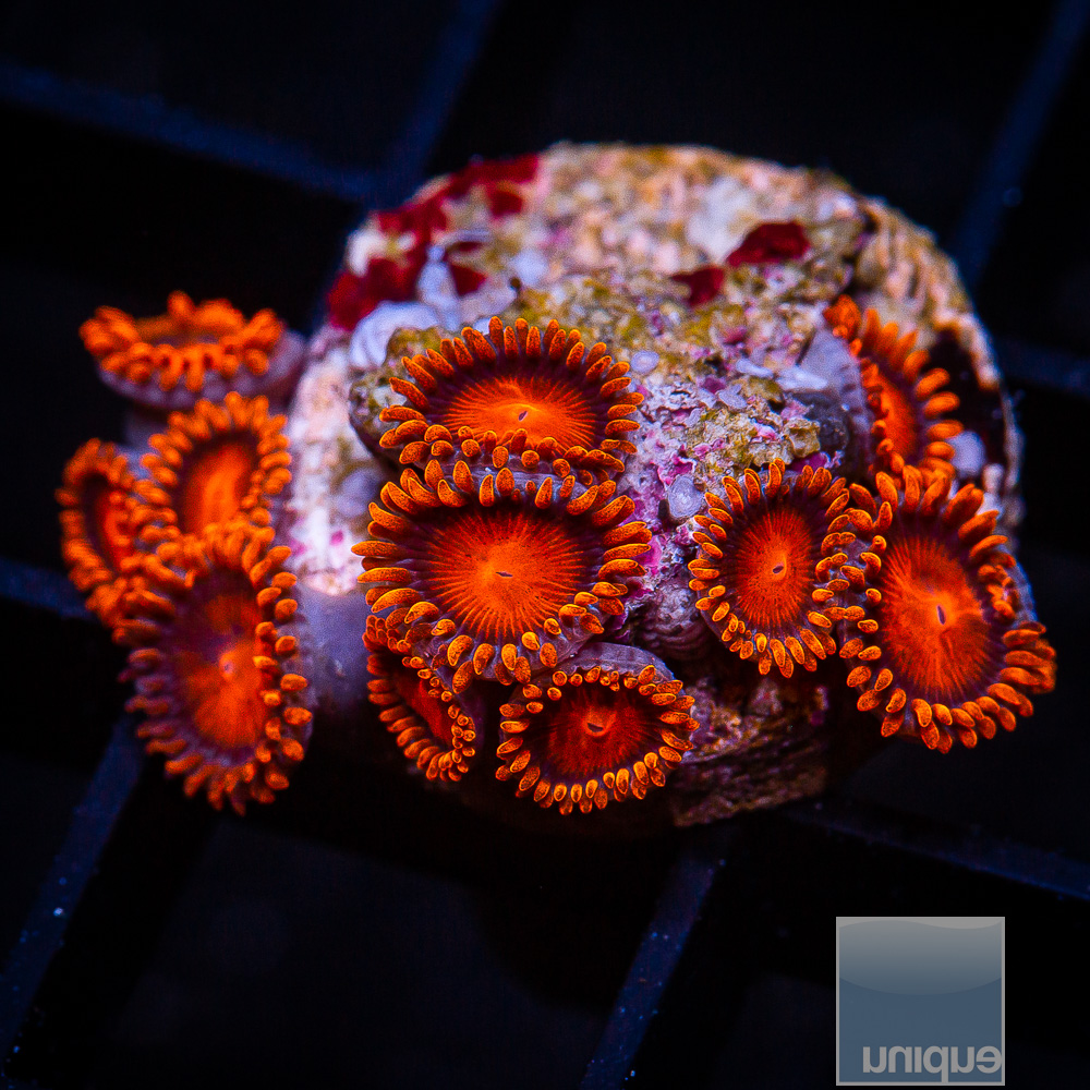 Hyper Bam Bam Zoanthid 99 56.JPG