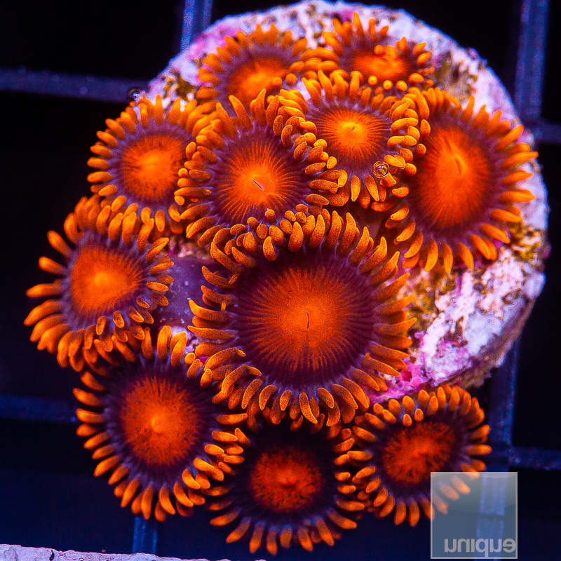 Hyper Bam Bam Zoanthid growout 109 72.JPG