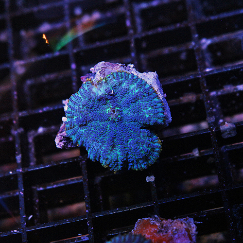 I17 Aquaman Rhodactus Mushroom 68-28.jpg