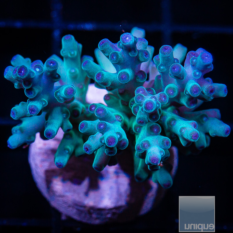 Ice Blue Echinata 79 41.JPG