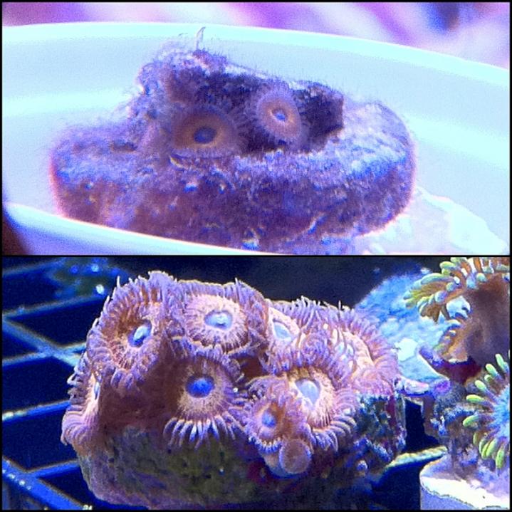 IDHelp_First_Zoas.jpg