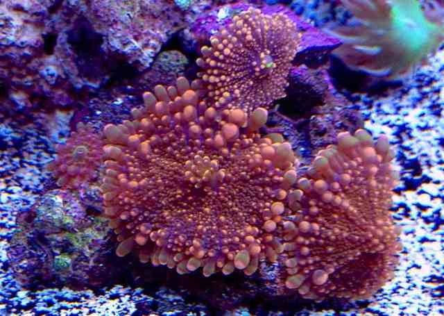 ImageUploadedByReef2Reef Aquarium Forum1360289751.954320.jpg