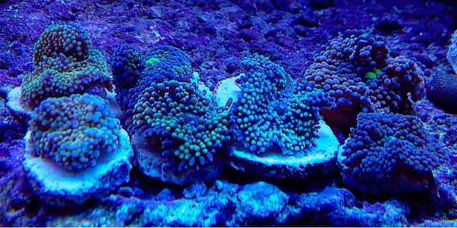 ImageUploadedByReef2Reef Aquarium Forum1360289766.387461.jpg