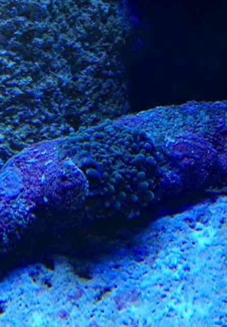 ImageUploadedByReef2Reef Aquarium Forum1360289832.521971.jpg