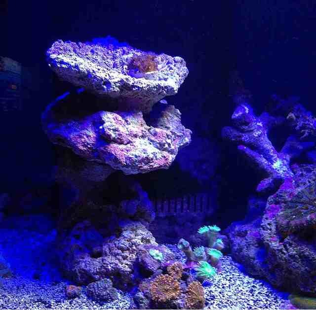 ImageUploadedByReef2Reef Aquarium Forum1360289879.368324.jpg