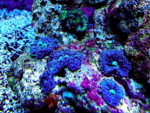 ImageUploadedByReef2Reef Aquarium Forum1360562459.382518.jpg