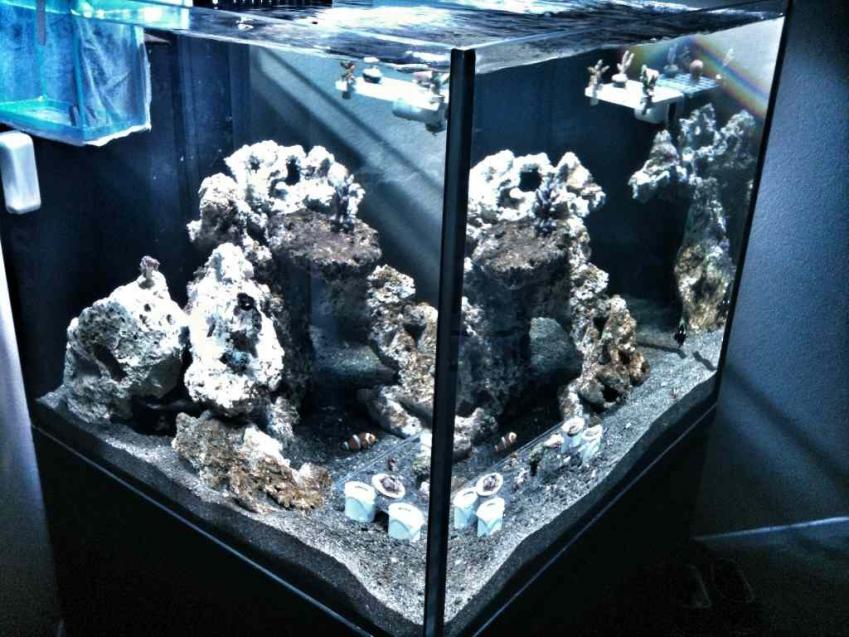 ImageUploadedByReef2Reef Aquarium Forum1360683078.185651.jpg