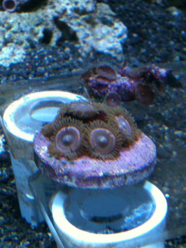 ImageUploadedByReef2Reef Aquarium Forum1360683129.804265.jpg