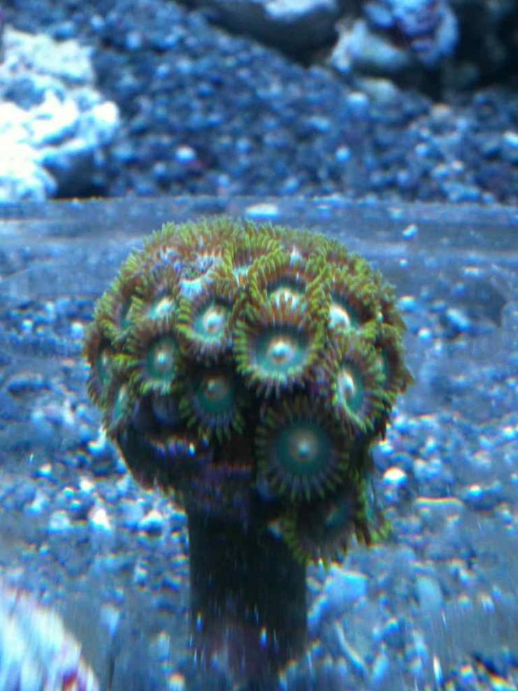 ImageUploadedByReef2Reef Aquarium Forum1360683161.303110.jpg