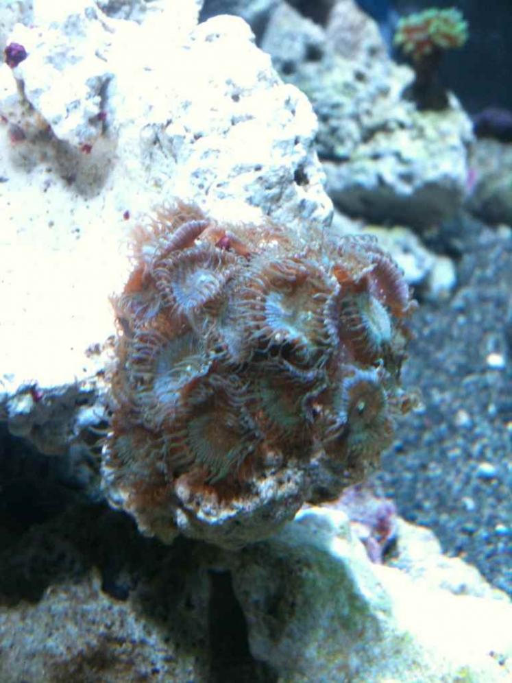 ImageUploadedByReef2Reef Aquarium Forum1360683323.219087.jpg