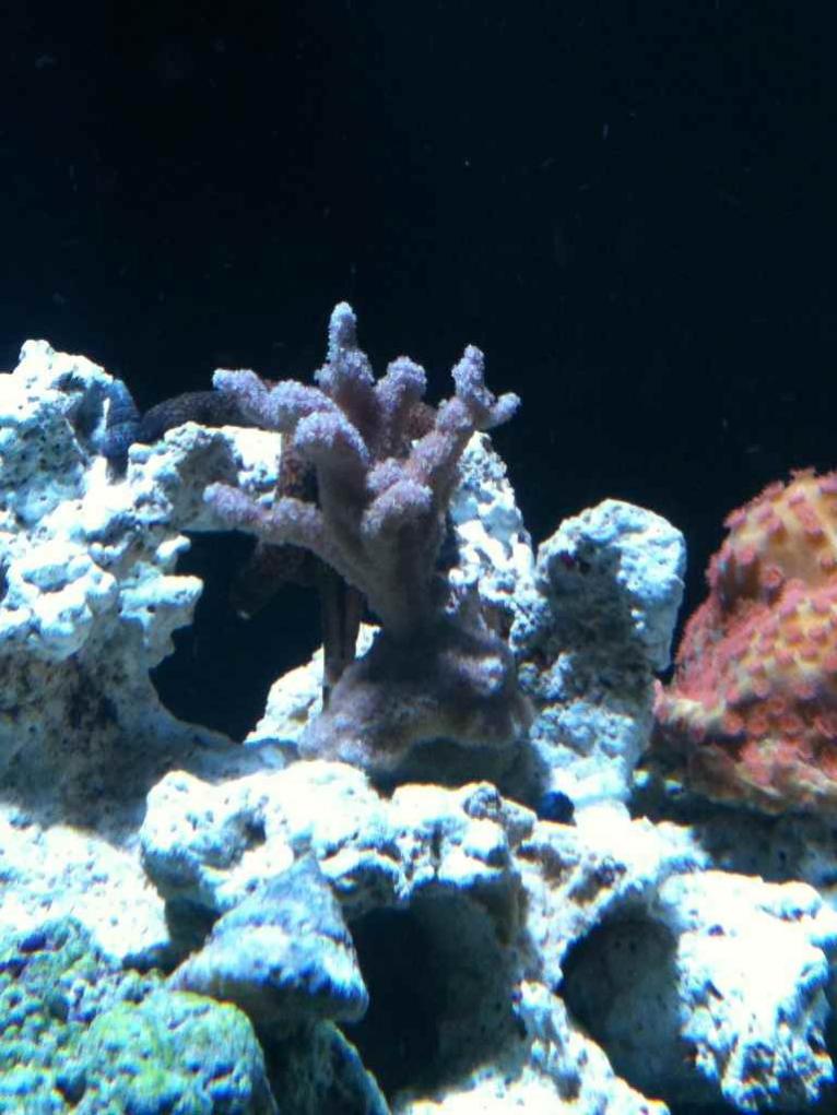 ImageUploadedByReef2Reef Aquarium Forum1360683387.048662.jpg