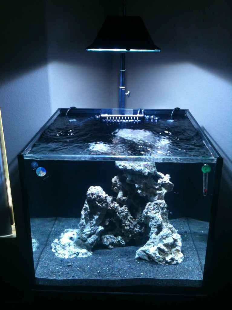 ImageUploadedByReef2Reef Aquarium Forum1360685679.843286.jpg