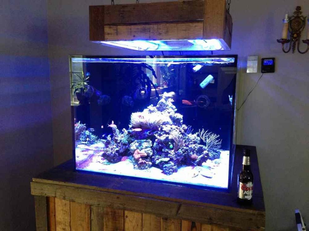 ImageUploadedByReef2Reef Aquarium Forum1362351150.621392.jpg