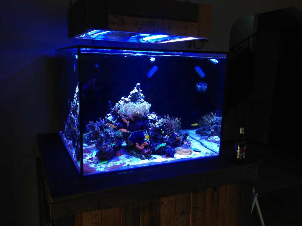 ImageUploadedByReef2Reef Aquarium Forum1362351162.372284.jpg