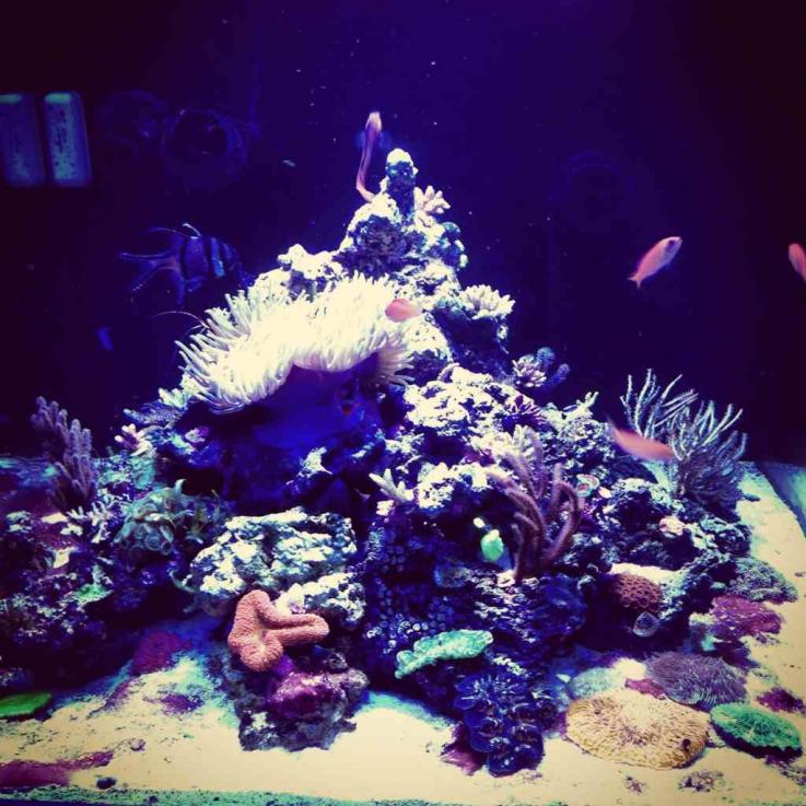 ImageUploadedByReef2Reef Aquarium Forum1362713471.457618.jpg