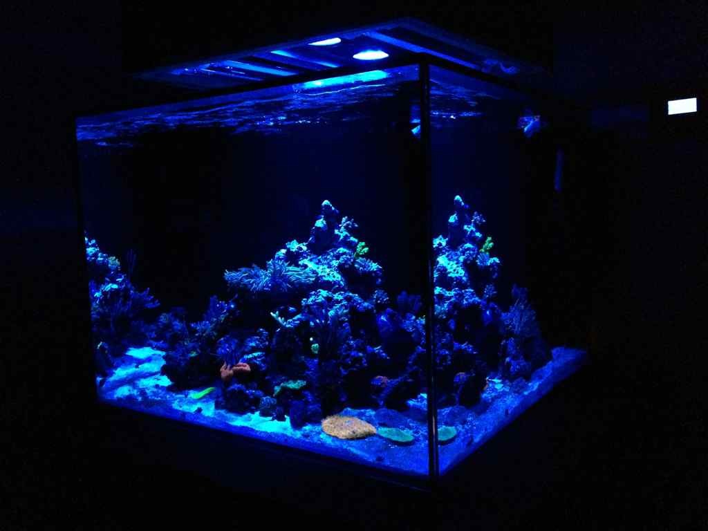 ImageUploadedByReef2Reef Aquarium Forum1362714988.697475.jpg