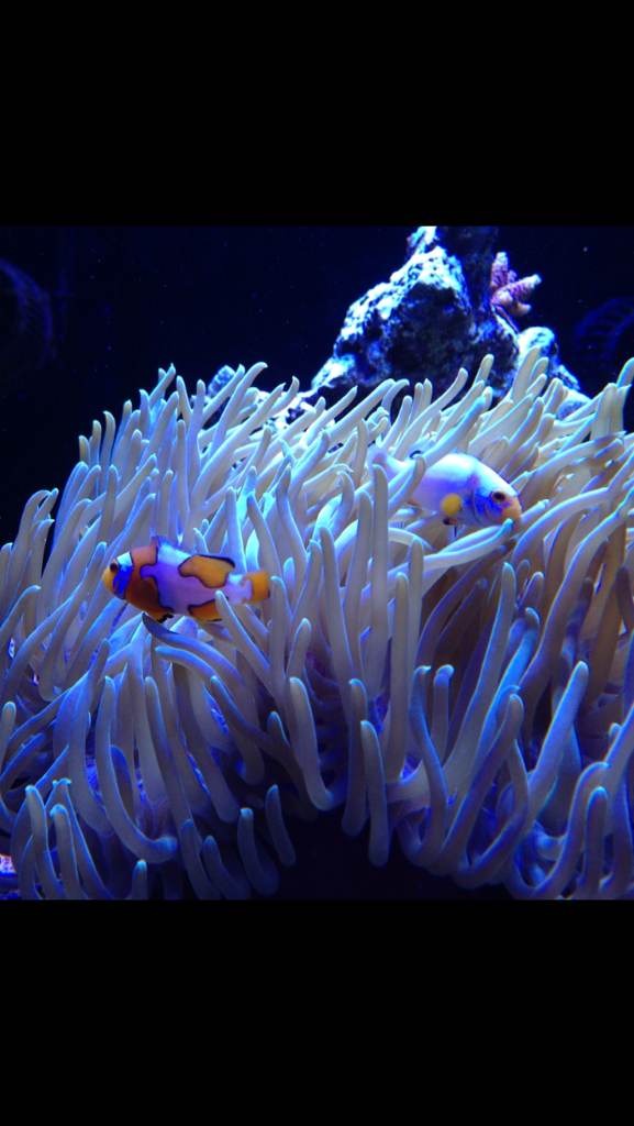 ImageUploadedByReef2Reef Aquarium Forum1362944430.168092.jpg