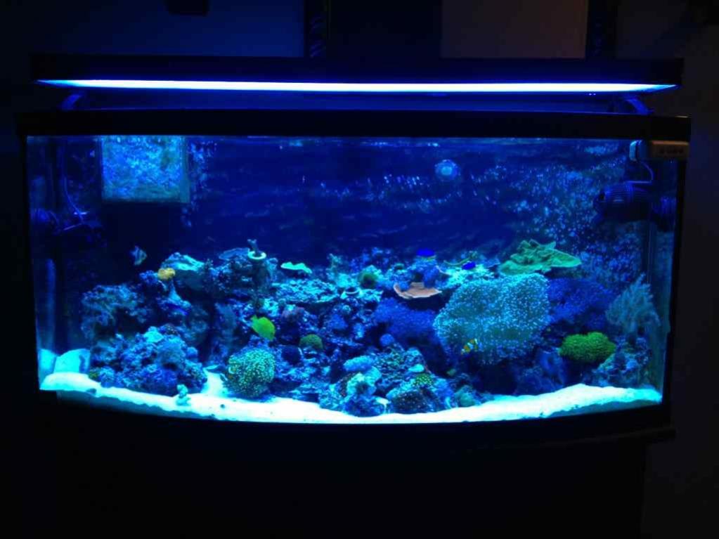 ImageUploadedByReef2Reef Aquarium Forum1363057020.788463.jpg