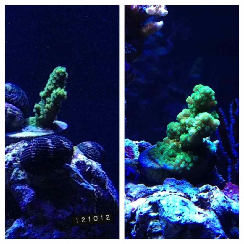 ImageUploadedByReef2Reef Aquarium Forum1363224471.122134.jpg