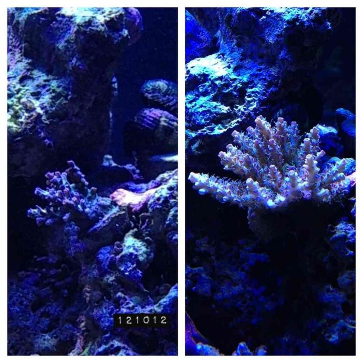 ImageUploadedByReef2Reef Aquarium Forum1363224485.598314.jpg