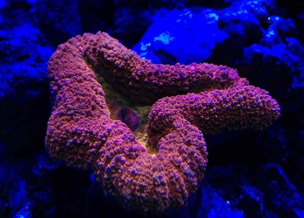 ImageUploadedByReef2Reef Aquarium Forum1363233096.740357.jpg