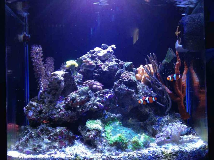 ImageUploadedByReef2Reef Aquarium Forum1363548572.341733.jpg