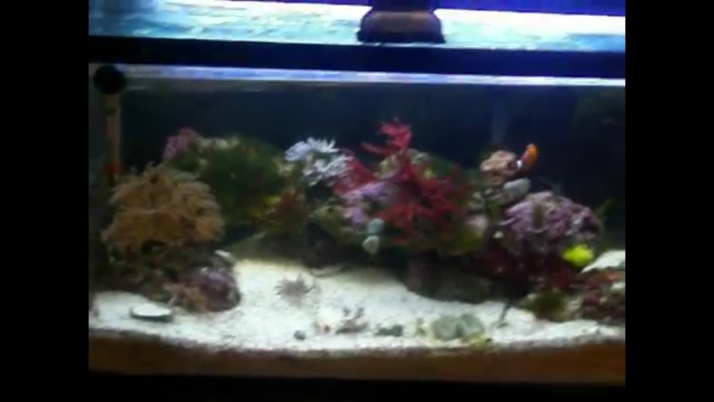 ImageUploadedByReef2Reef Aquarium Forum1363660165.547888.jpg