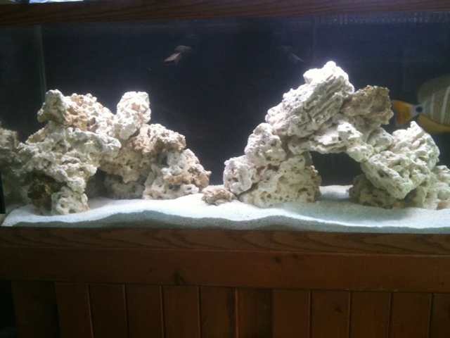 ImageUploadedByReef2Reef Aquarium Forum1364133147.011924.jpg