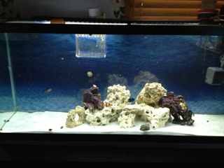 ImageUploadedByReef2Reef Aquarium Forum1364589511.505714.jpg