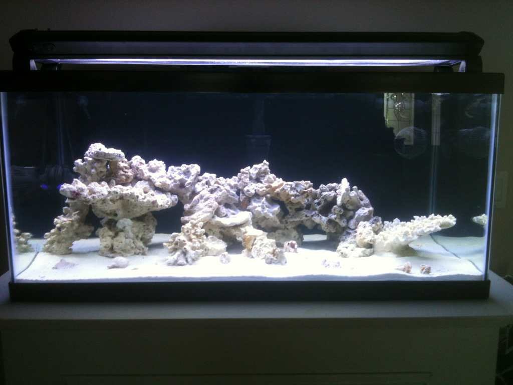 ImageUploadedByReef2Reef Aquarium Forum1364787293.425701.jpg