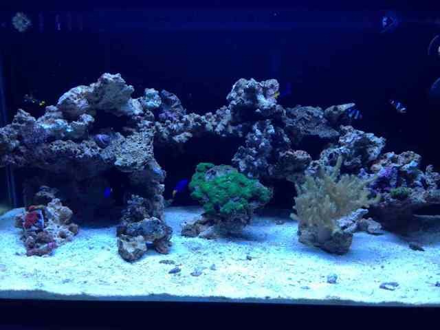 ImageUploadedByReef2Reef Aquarium Forum1364787362.225370.jpg