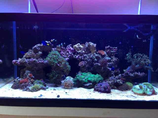 ImageUploadedByReef2Reef Aquarium Forum1364787391.592039.jpg