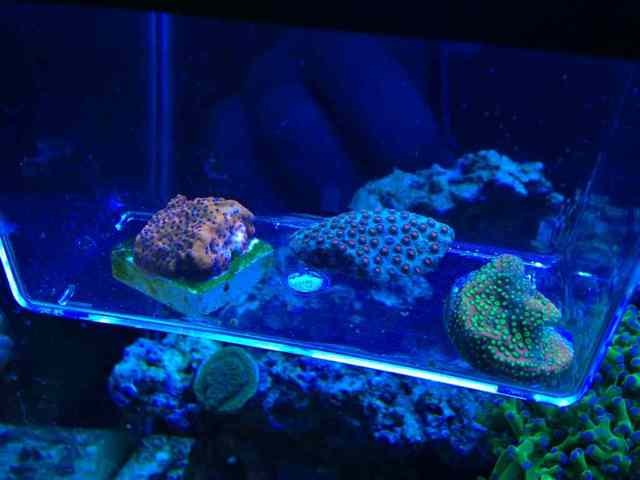 ImageUploadedByReef2Reef Aquarium Forum1364787425.675140.jpg