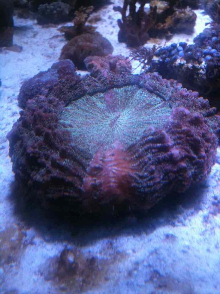 ImageUploadedByReef2Reef Aquarium Forum1365458792.094383.jpg