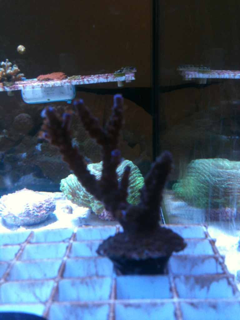 ImageUploadedByReef2Reef Aquarium Forum1365458821.656736.jpg